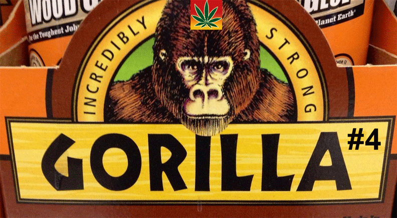 Gorilla Glue industrie lance une Class-Action contre tous les cultivateurs de GG # 4