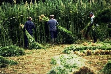 Californie cherche saisonniers pour récolter du cannabis