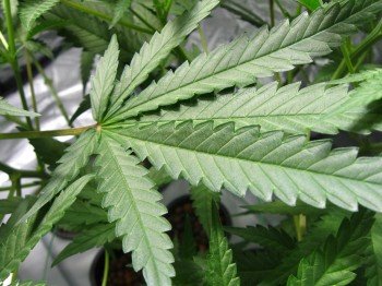 Cannabis : l’interdire ou le légaliser ?