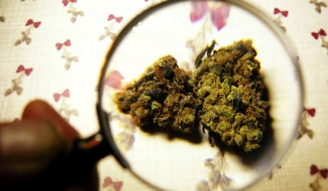 Belgique - Et si on libéralisait le commerce du cannabis ?