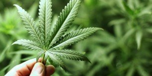 De La Nocivité Et Des Bienfaits Du Cannabis