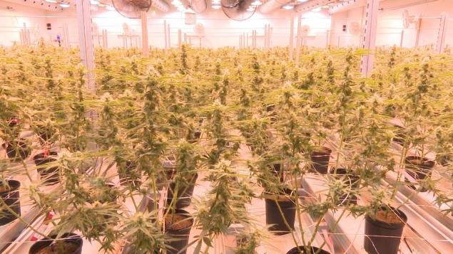 Des bactéries pour stimuler les plants de marijuana