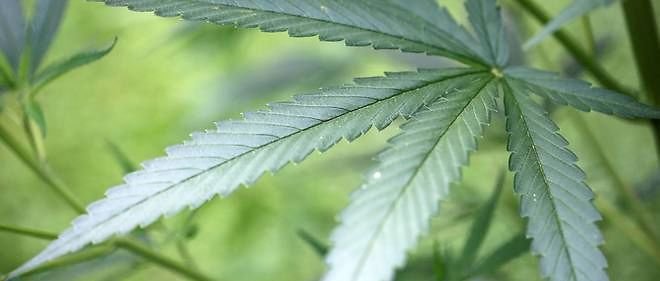 Le Canada va légaliser le cannabis