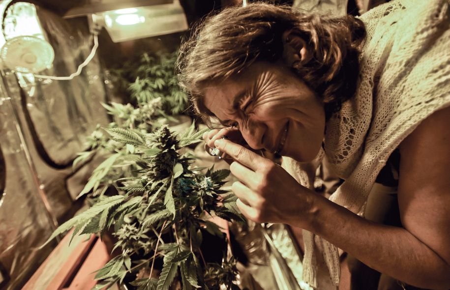 L’Uruguay face aux défis de la légalisation du cannabis
