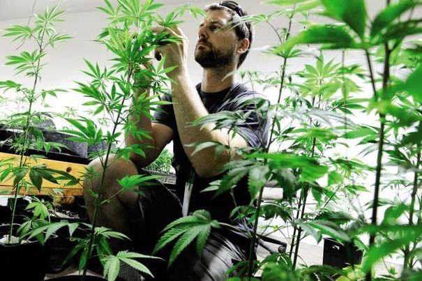 Cannabis: Les bons plants du Colorado
