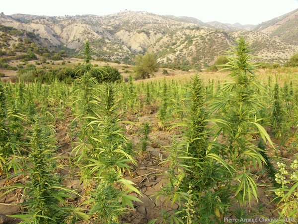 Le cannabis au Maroc : histoire brève d'un paradoxe politique