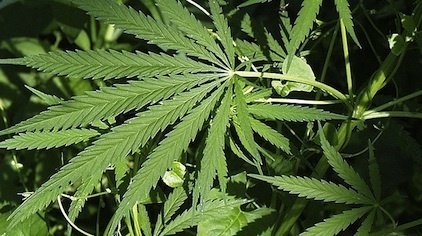 Dépénaliser le cannabis : une fausse bonne idée ?