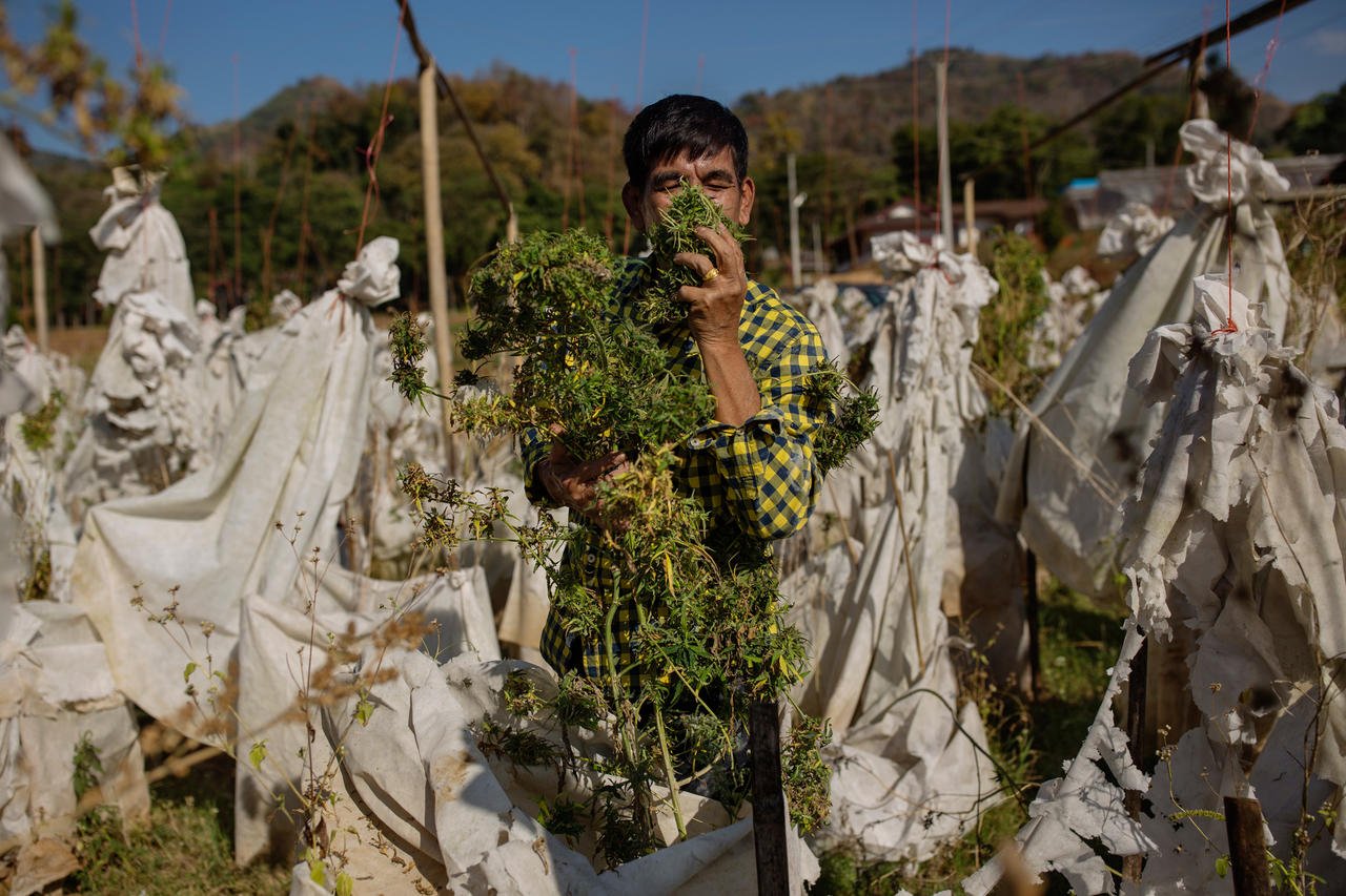 Thaïlande. Après l’échec de la guerre contre le cannabis, l’usage thérapeutique n’est plus tabou