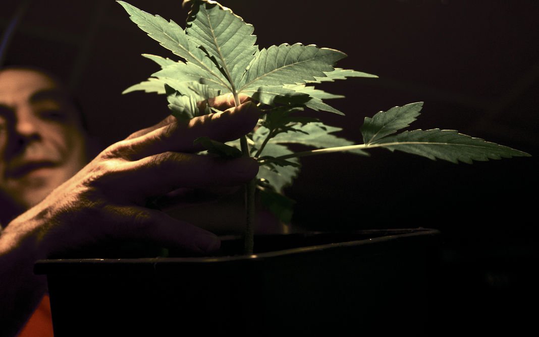 Cannabis : le Conseil économique et social réclame un débat sur les sanctions