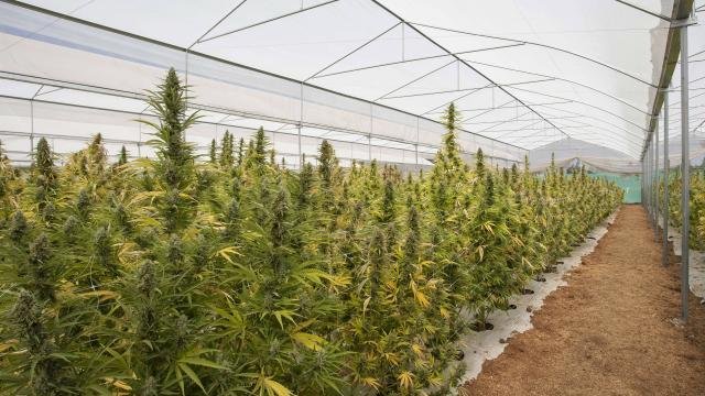 Cannabis. Le Canada lancera bientôt le processus de légalisation