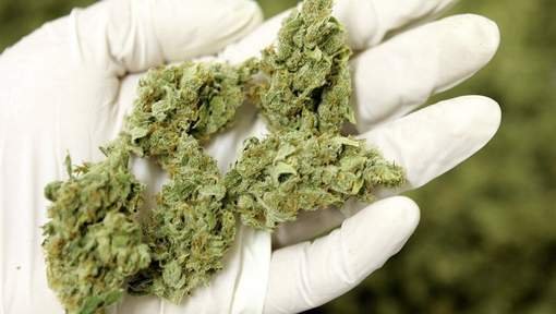 Eindhoven veut cultiver son propre cannabis