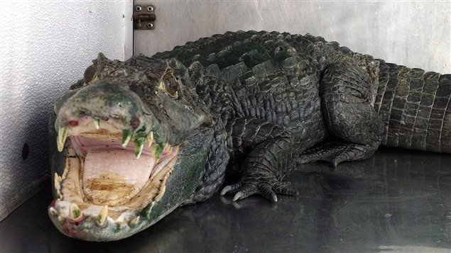 Des policiers découvrent un alligator surveillant une cache de marijuana
