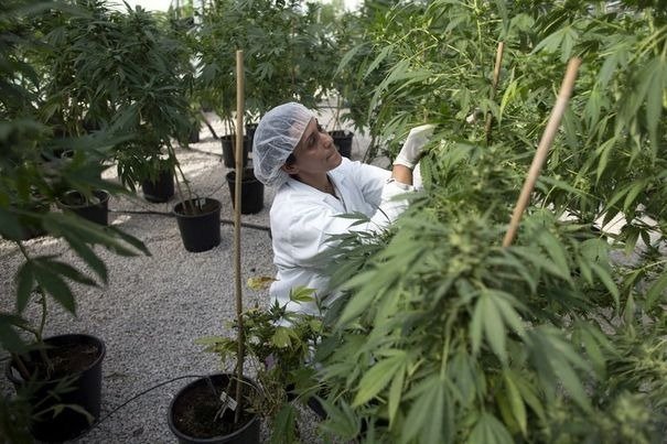 Israël dit oui au cannabis-médicament