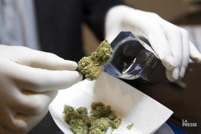 Marijuana: Santé Canada croule sous les demandes de permis