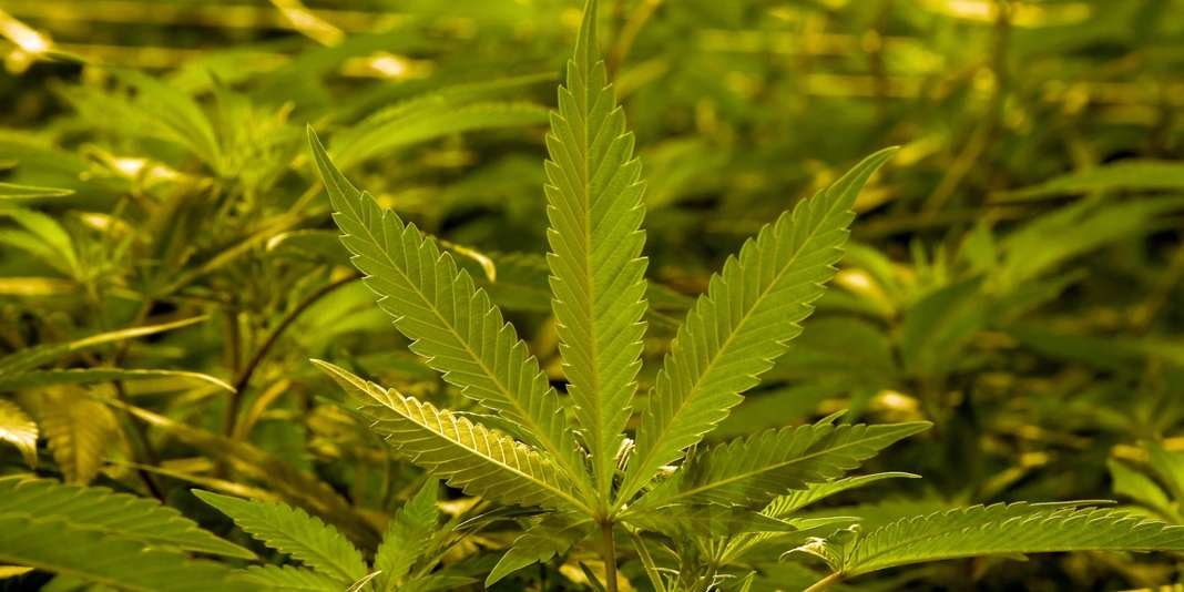 Le cannabis peut-il sauver Porto Rico?