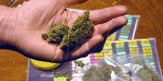 Les Pays-Bas confirment des limites à l'achat de cannabis