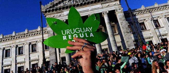 Cannabis légal en Uruguay : la difficile application de la loi