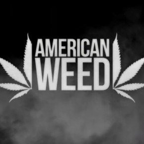 American Weed