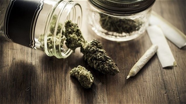 Ottawa permettra aux patients de cultiver leur propre marijuana