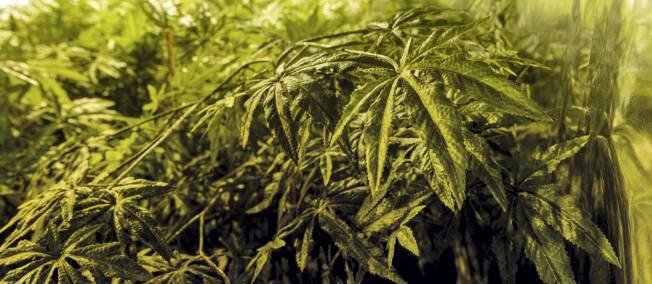 USA : l'État de Washington recherche son consultant en cannabis