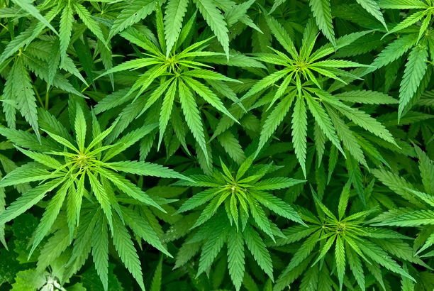 La production de cannabis à des fins thérapeutiques autorisée en Italie