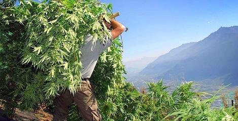 Cannabis thérapeutique en Suisse: le National prêt à ouvrir la porte