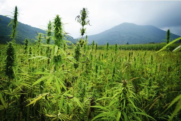 Californie, Oregon... L'euphorique business du cannabis
