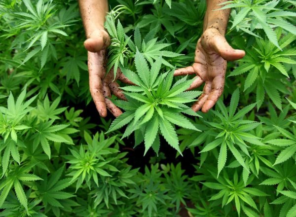 Carpentras : Un "passionné" de cannabis