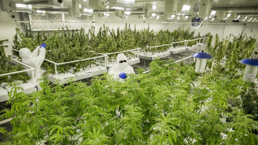 Australie - La 1ère récolte de cannabis médical dans l'état de Victoria