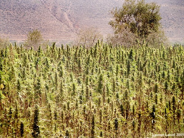 Maroc: Le PAM s’engage pour la légalisation du cannabis
