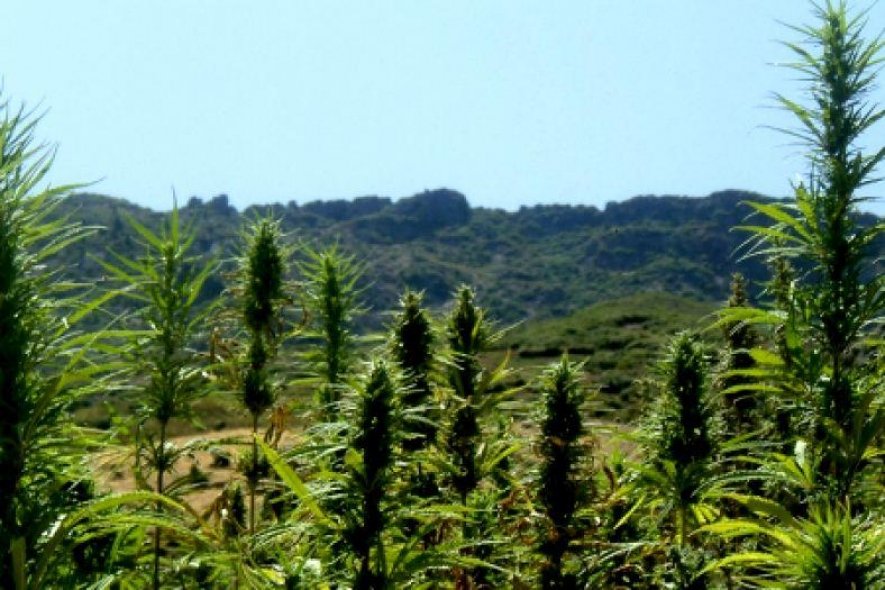 Cannabis : Les cultivateurs au Maroc attendent une loi pour les sauver