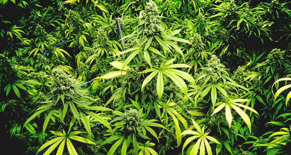 Pour une légalisation raisonnable du cannabis