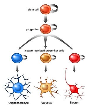 Le Cannabis Provoque La Neurogenèse – La Fin D’une Propagande Anti-Cannabis