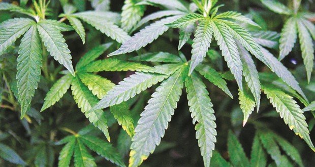 Luxembourg - Le cannabis médical autorisé pour une phase-test