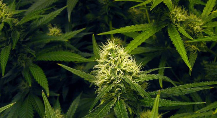 Les engrais modifient-ils le goût du cannabis ?