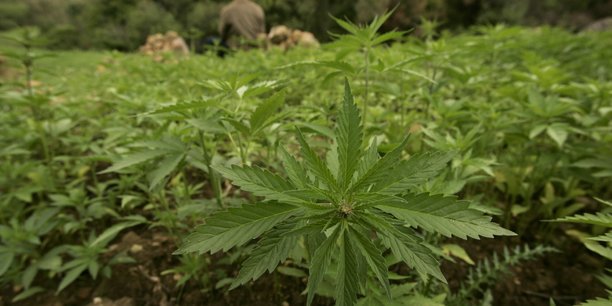 Le Lesotho, premier pays africain à légaliser la culture du cannabis à usage médical