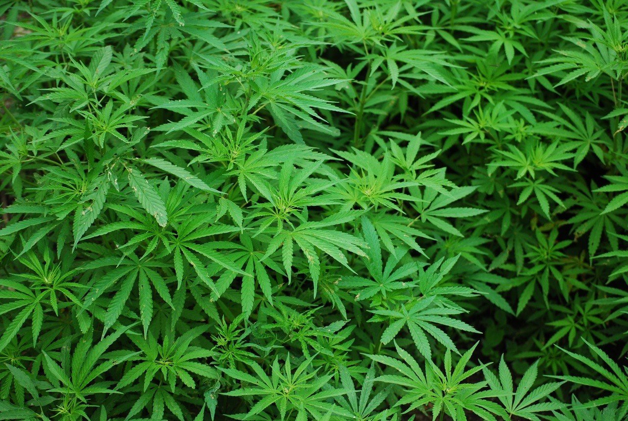 À Toulouse, de petits producteurs se mettent en coopérative pour produire du cannabis