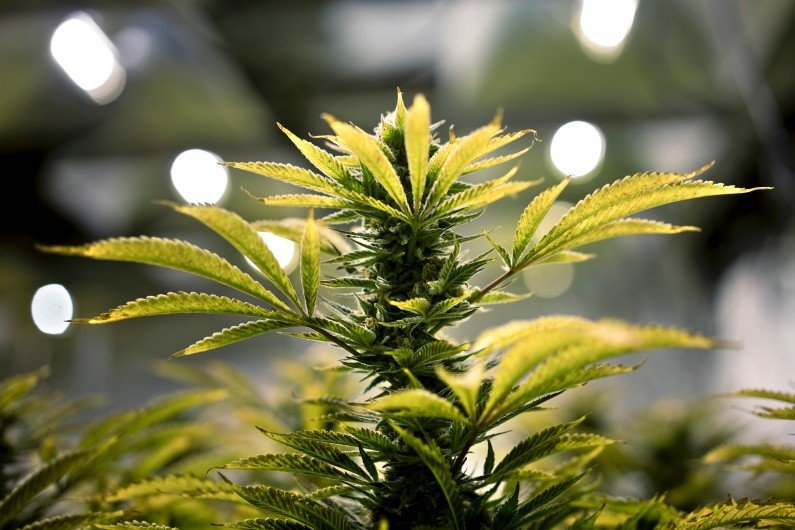 Les bienfaits de la légalisation du cannabis aux États-Unis