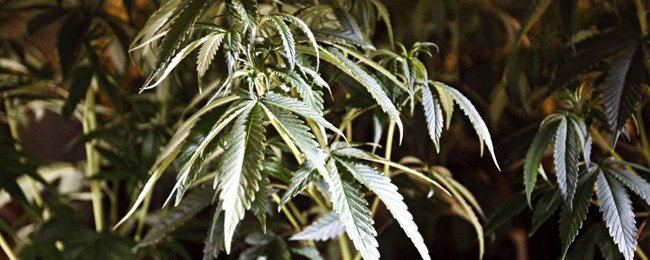 Le leader du Cannabis social club en garde à vue : « Ils nous ont rendu un fier service »