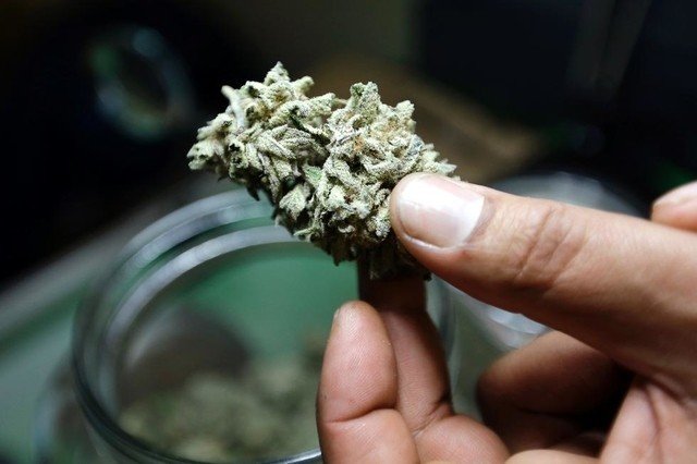 Une étude en vue de la dépénalisation du cannabis