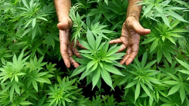 Le premier cannabis social club reconnu en Vendée par la Préfecture