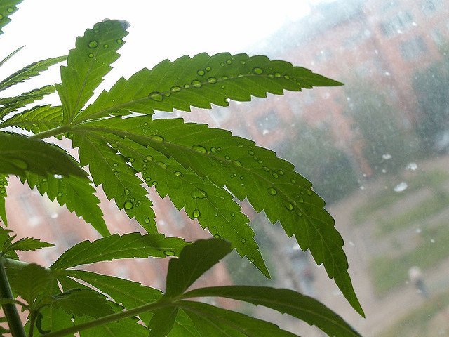 Cannabis : le piège tendu pour éviter sa légalisation
