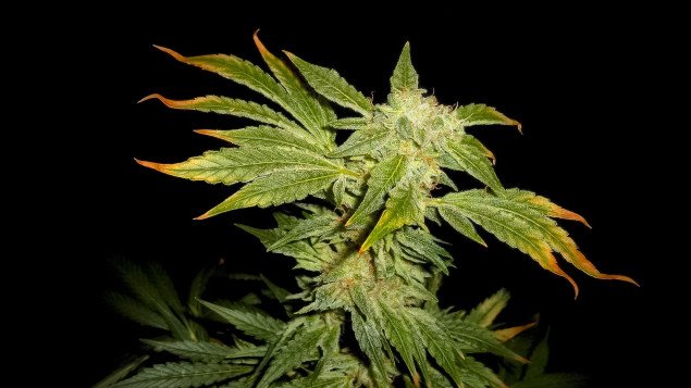 Le cannabis inverserait le processus de vieillissement du cerveau des souris