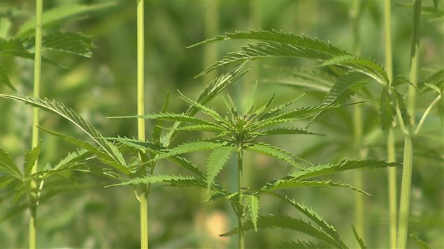 Canada - Des chercheurs du New Brunswick veulent développer un superplant de cannabis