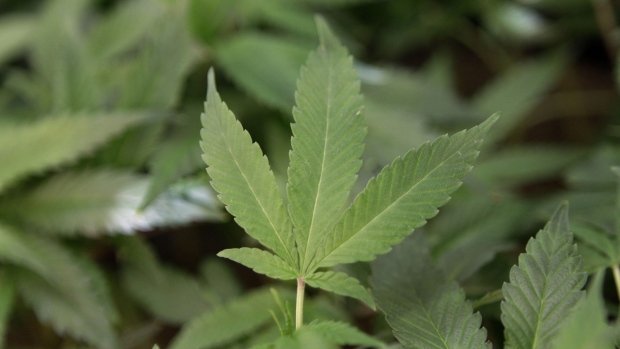 Canada - La police exhorte les libéraux à ne pas rendre légale la culture du cannabis à domicile