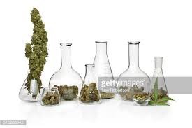 Profession: analystes de cannabis