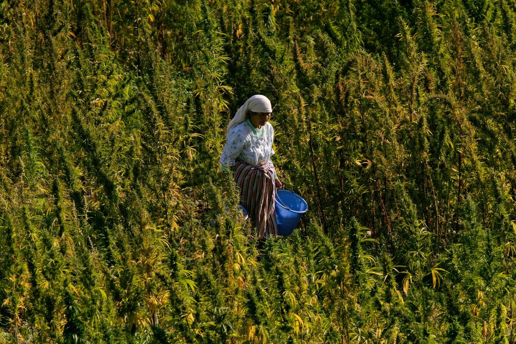 Maroc: Cannabis, les partis kiffent bien