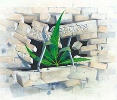 Sondage : Quels changements politiques pour le cannabis en France ?