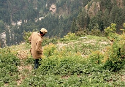 Himalaya, la vallée du Cannabis