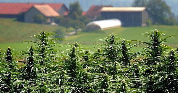Suisse :  Initiative parlementaire des Verts pour dépénaliser et taxer le cannabis